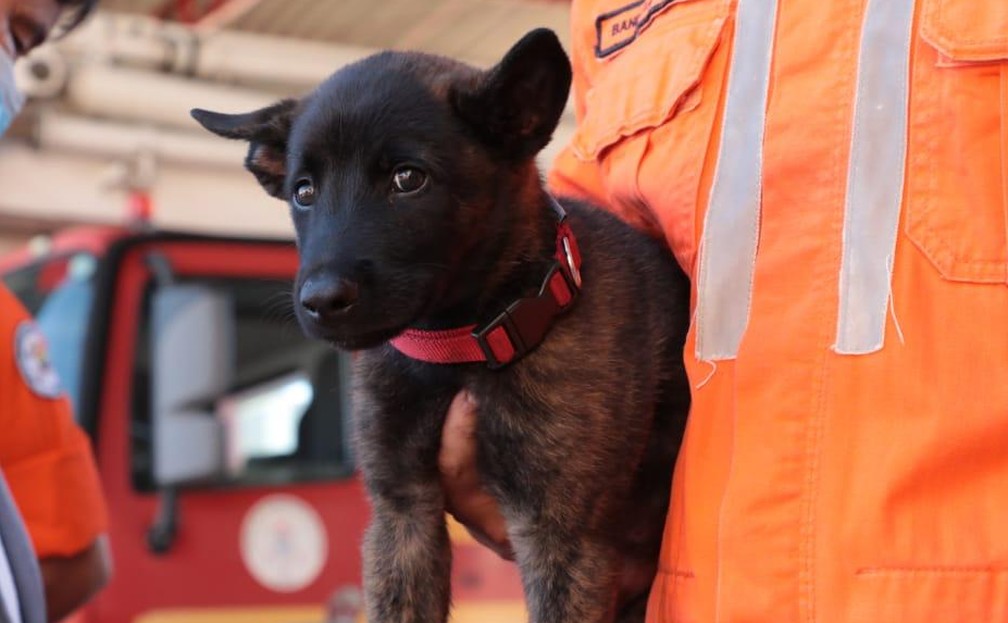 Thor, 1º cão de resgate e salvamento do estado — Foto: Divulgação/Bombeiros do Piauí