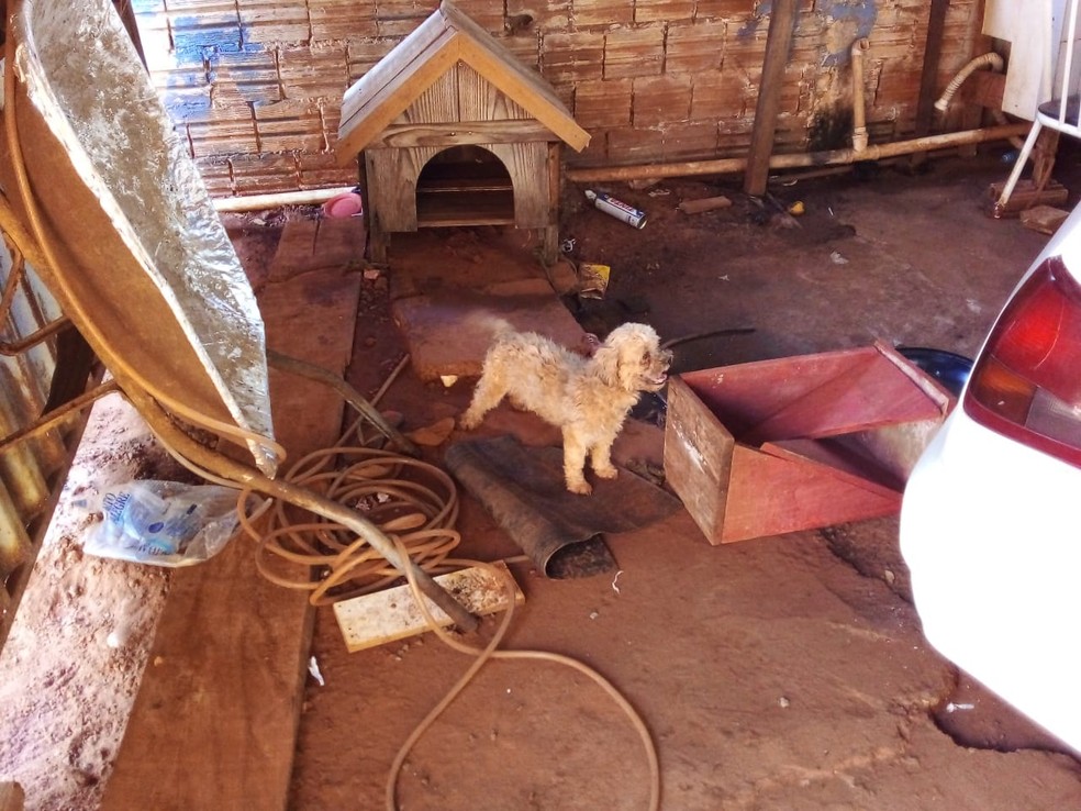 Cães foram deixados sozinhos por dias em uma casa, amarrados, sema alimentação e sem água — Foto: Polícia Ambiental 