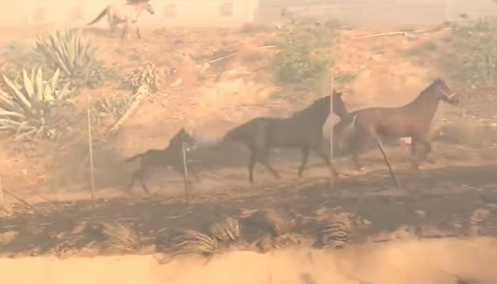 O cavalo voltou para a área de risco para salvar sua família (Foto: Reprodução/CBS Los Angeles)
