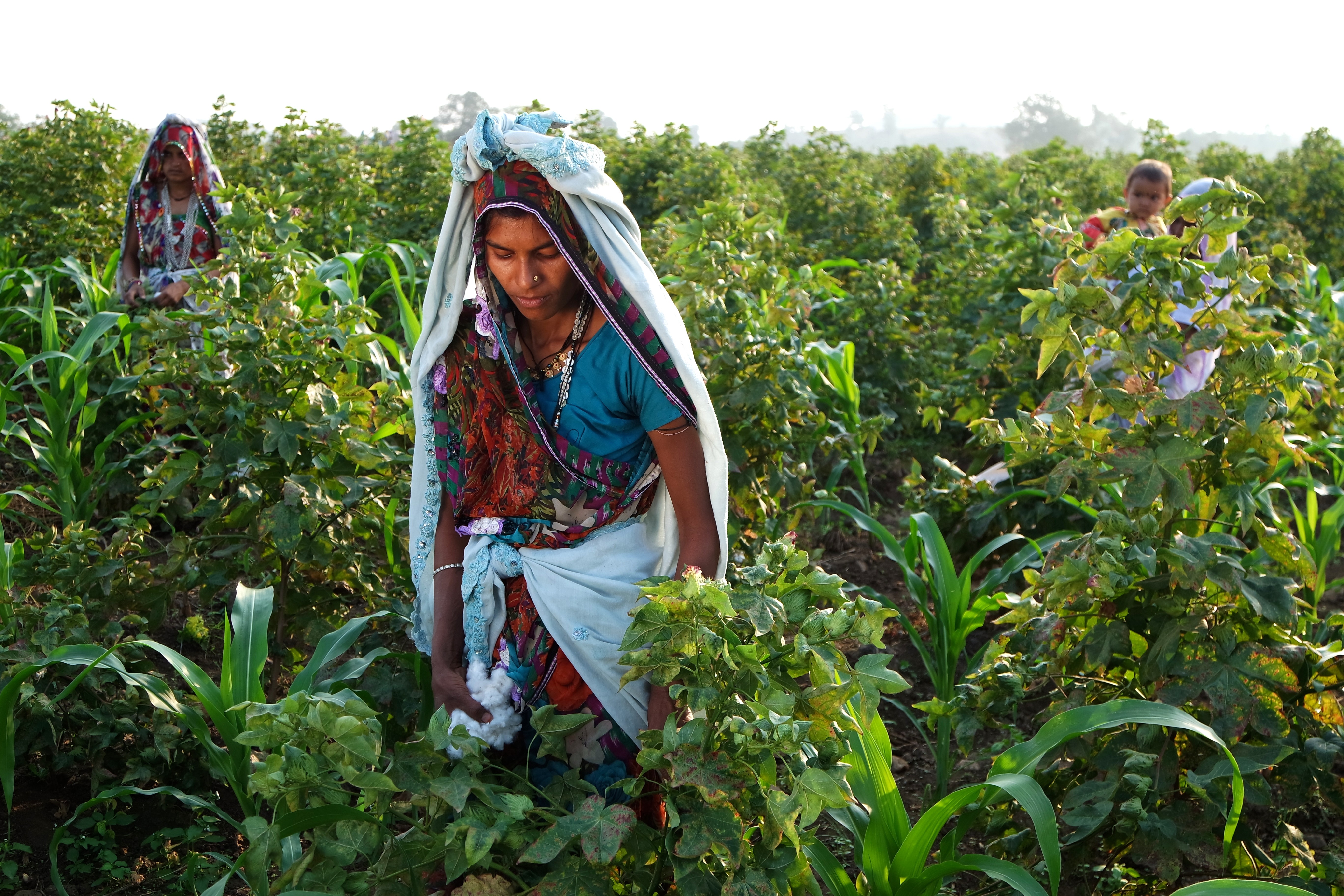 Fazendo orgânica de algodão na Índia (Foto: Mirella Pappalardo/Divulgação)