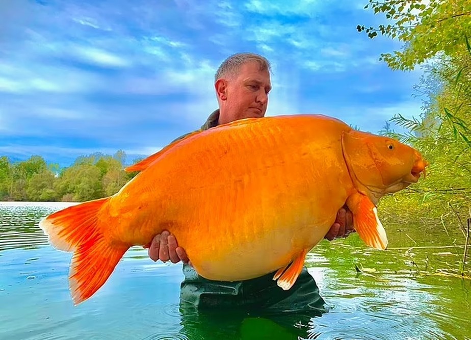 Pescador pega o maior peixe-dourado do mundo apelidado de 'a Cenoura'