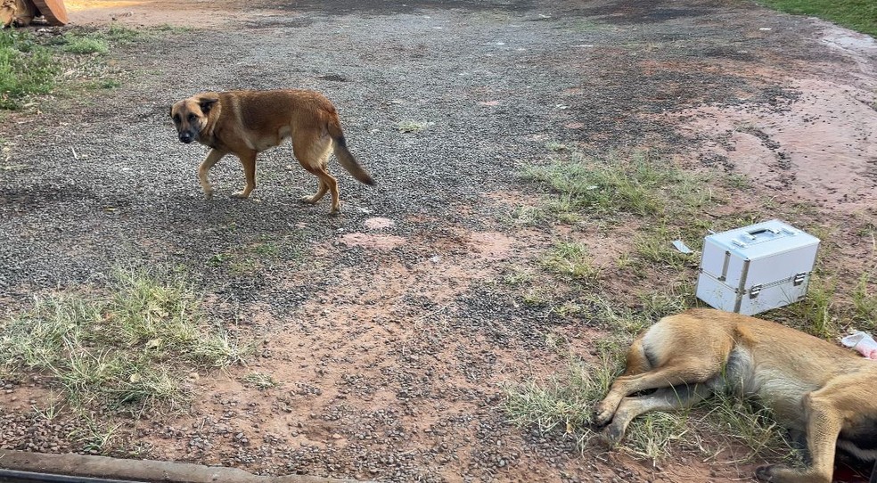 Cachorro foi baleado dentro da casa de seu tutor, segundo a Polícia Civil — Foto: Divulgação/ Polícia Militar