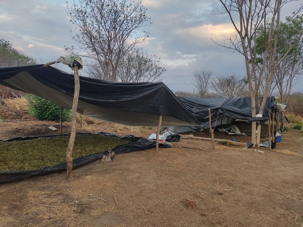 Folhagens de maconha eram armazenadas em tendas — Foto: Polícia Militar/Divulgação