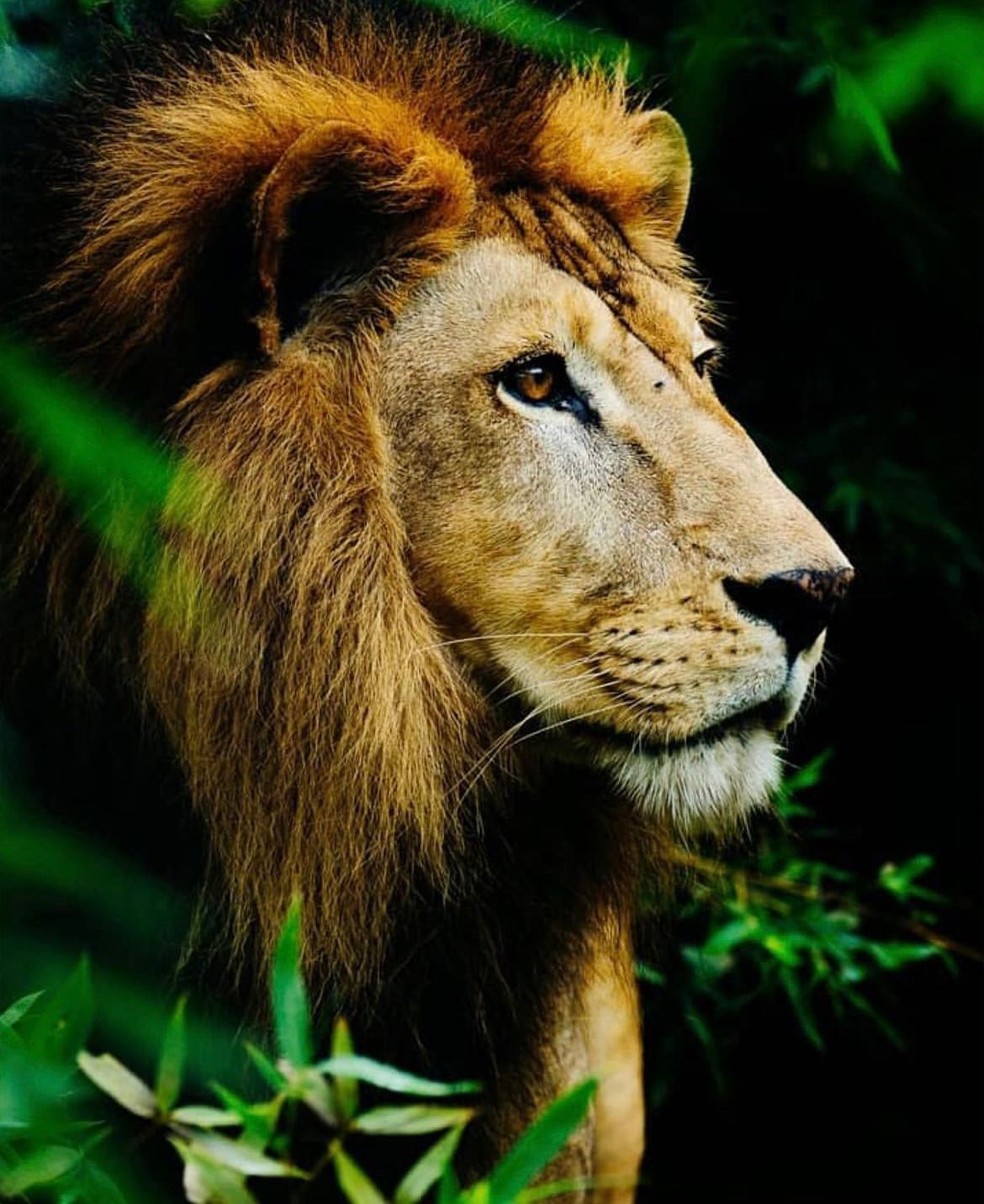 Morre Sansão, único leão em zoológico do Espírito Santo — Foto: Reprodução/Redes sociais