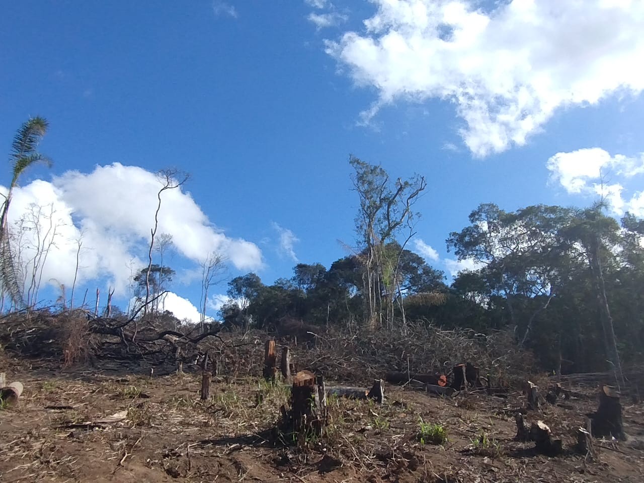 GCM flagra desmatamento e loteamento ilegal em área de preservação de Ferraz de Vasconcelos