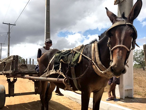 Avelino Barbosa da Silva trabalha com uma carroça em Feira de Santana (Foto: Alan Tiago Alves/G1)