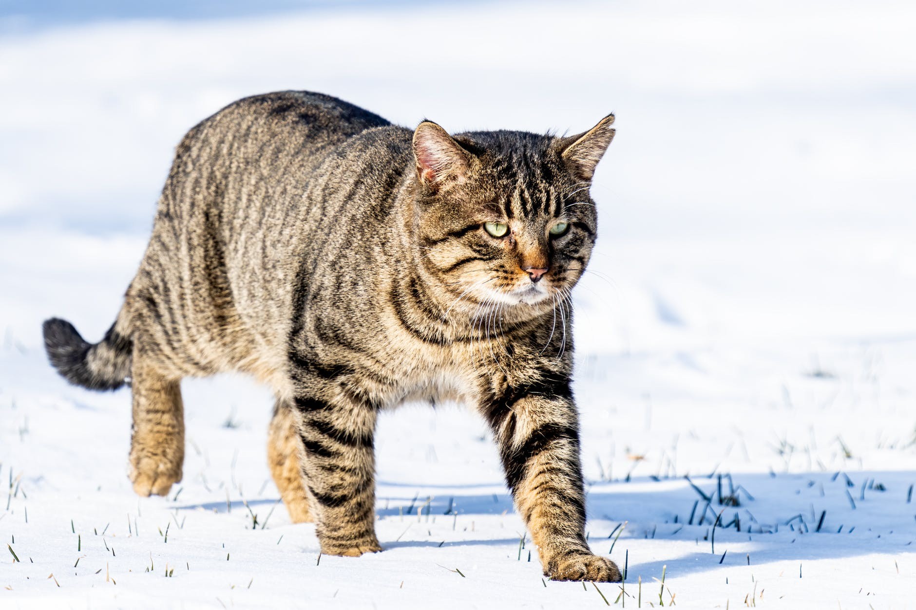O gato felis negripe é selvagem e não deve ser domesticado  (Foto: Pexels/ Skyler Ewing/ CreativeCommons)