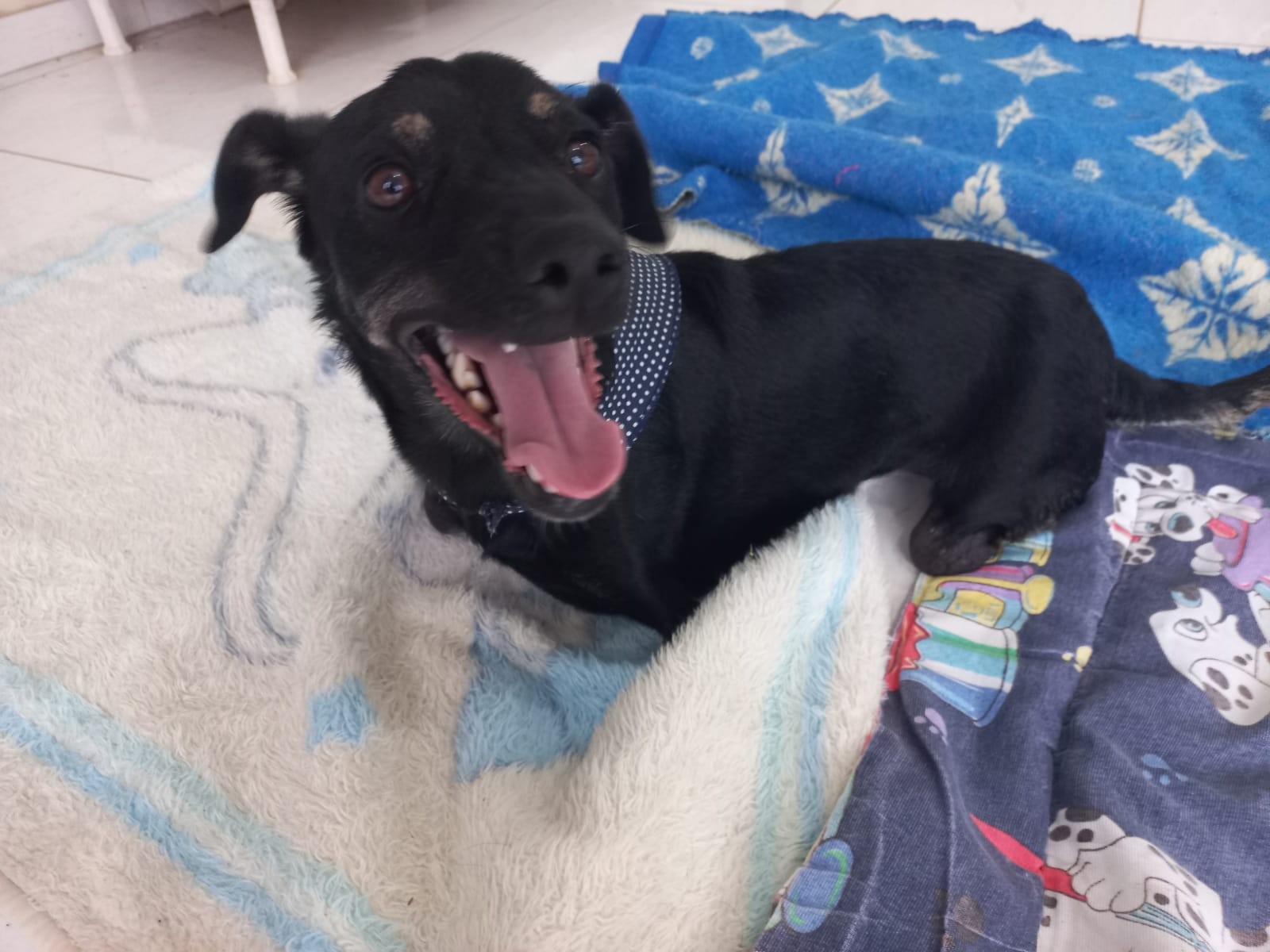 Veja como estão as duas filhotes de cachorro que nasceram sem as quatro patas em Encantado