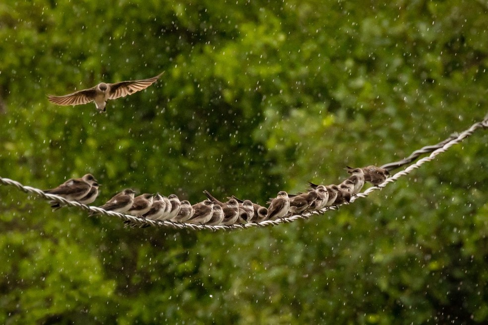 Andorinhas são flagradas tomando banho de chuva no Pantanal de MS. — Foto: André Bittar