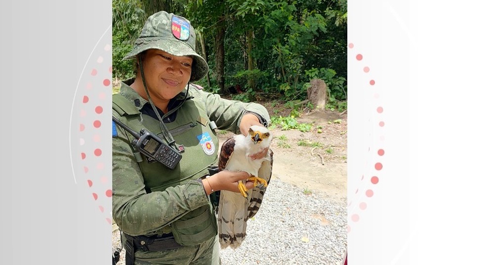 Policiais resgataram gavião e levaram para o Cetas — Foto: BPA