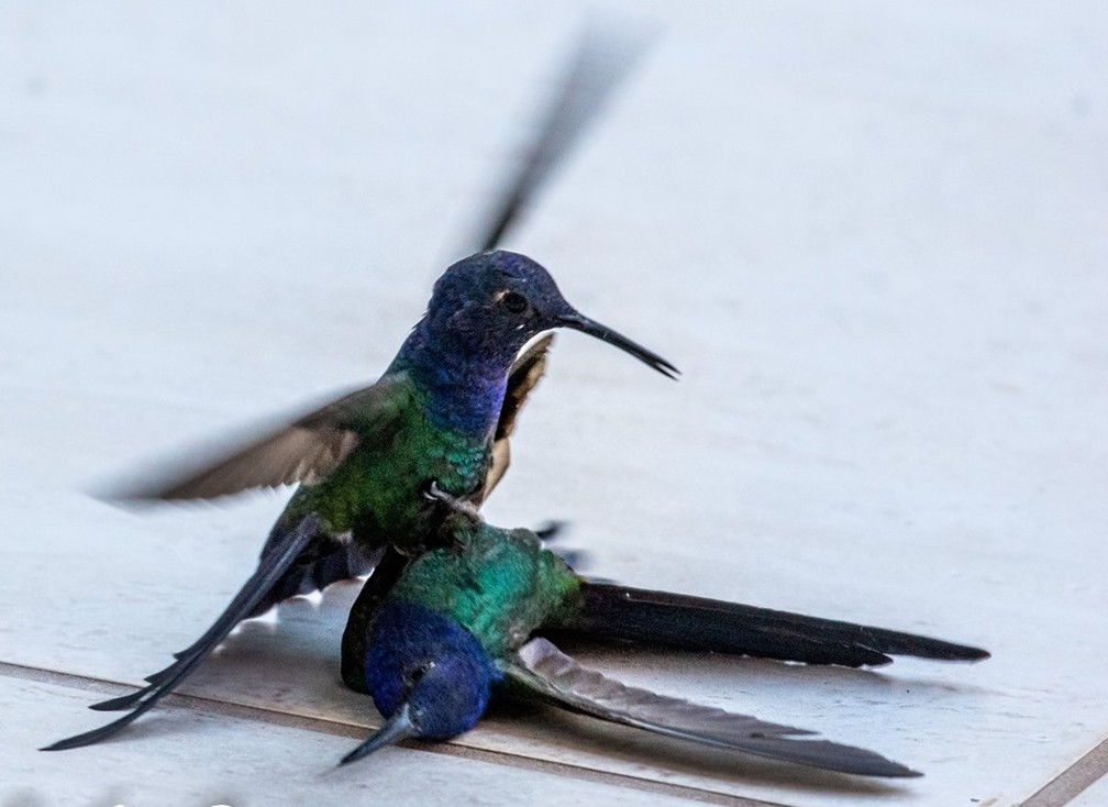 Em um dos registros, zootecnista flagrou que durante a briga uma das aves conseguiu "imobilizar a outra".  — Foto: Luiz Pires/Divulgação