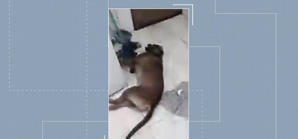 Três cachorros morreram logo após o ataque e um morreu a caminho da clínica veterinária — Foto: Reprodução/TV Mirante