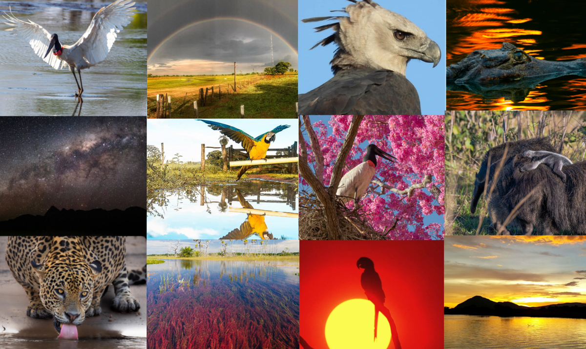 Dia do Pantanal: veja as 20 fotos que mostram a fauna e flora do bioma ...