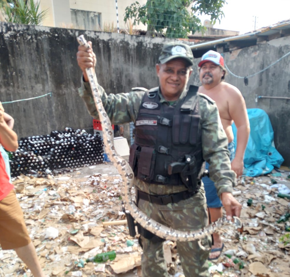 Polícia Militar resgata tamanduá-mirim, jacaré e cobras em casas de Teresina — Foto: Polícia Militar Ambiental