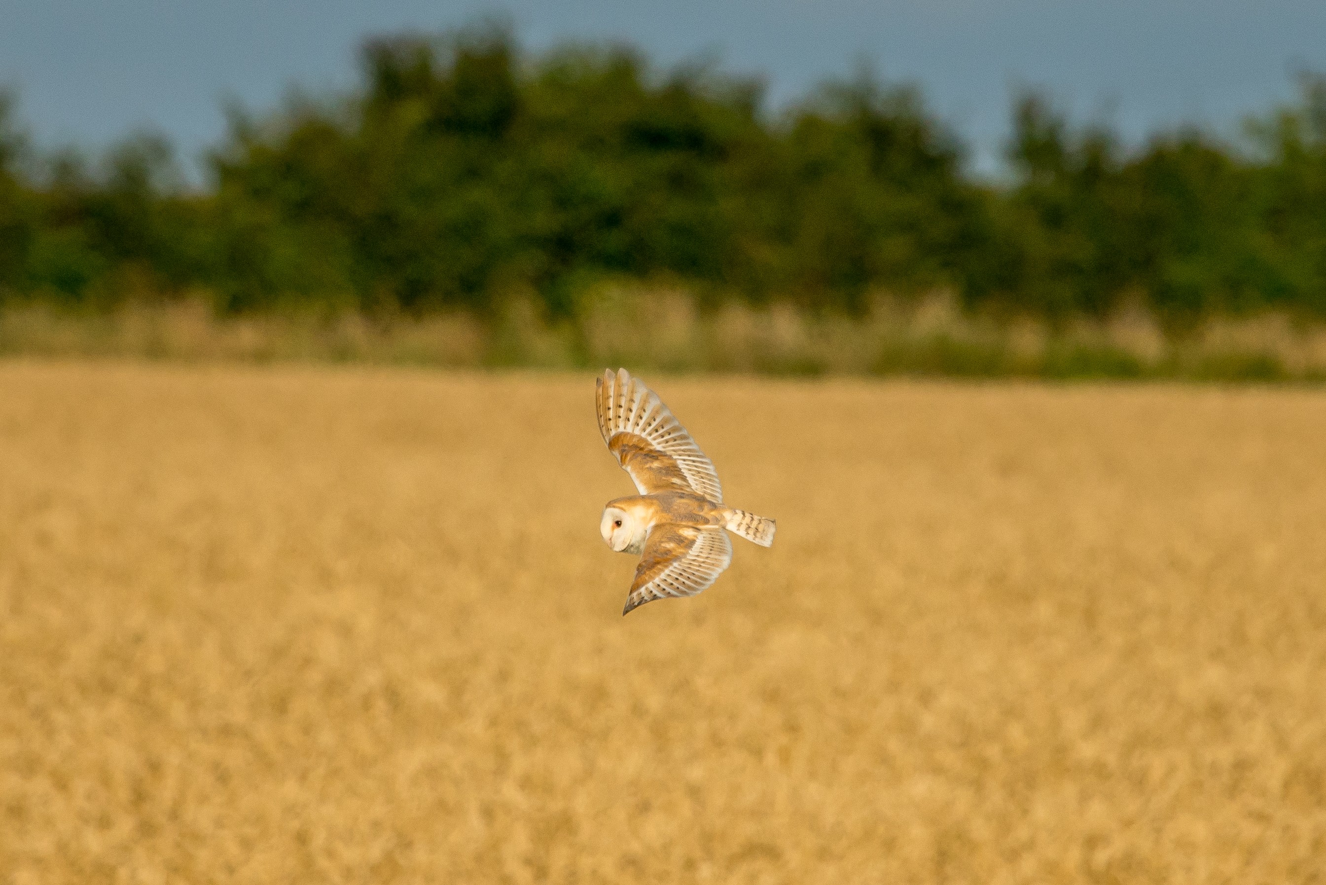 coruja_campo_aves (Foto: Getty Images)