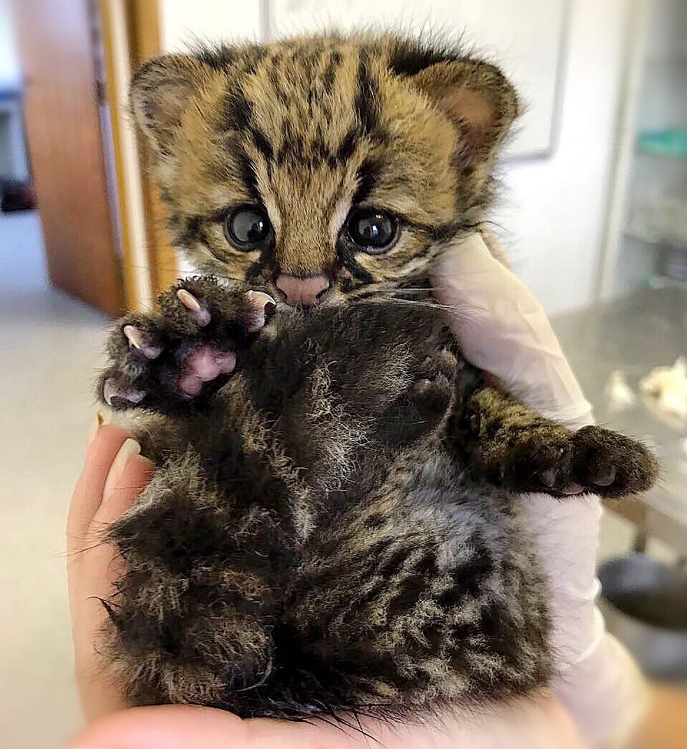 Filhote de gatodomato que 'cabe na