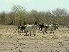 Piauí pede adiamento da campanha de vacinação contra a febre aftosa