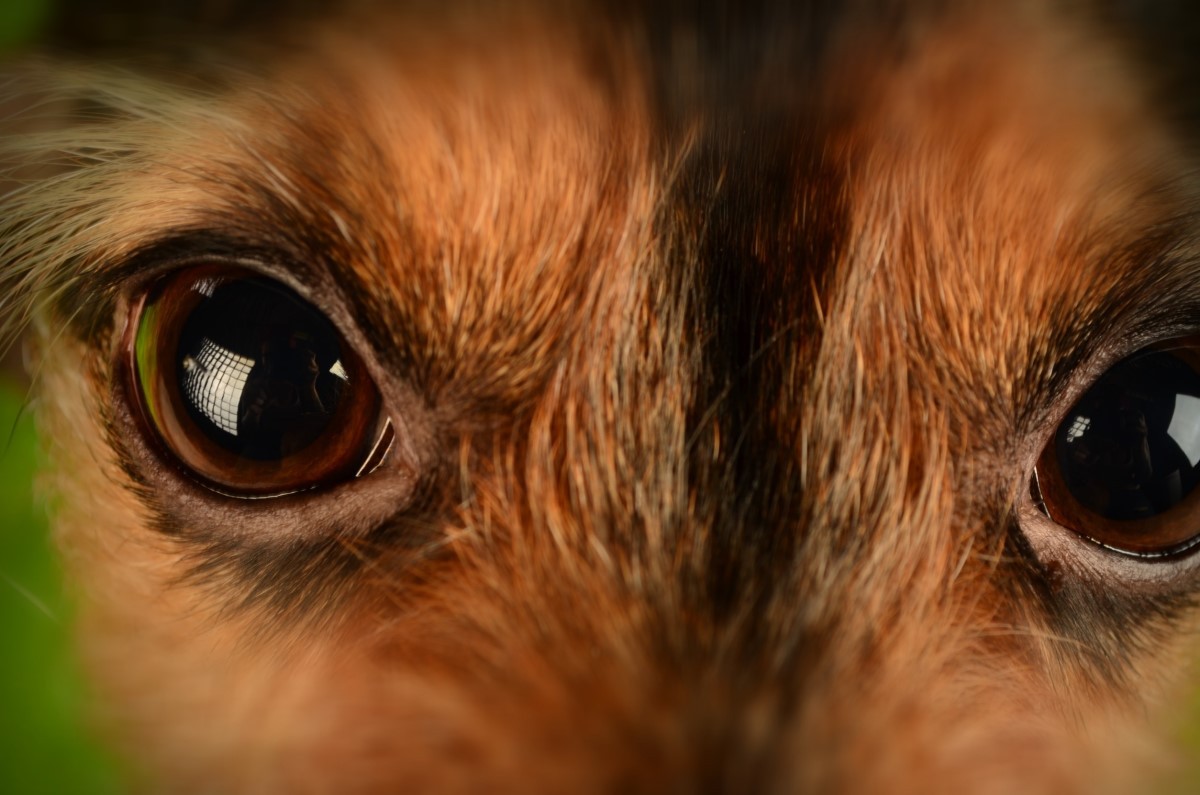 Os cães desenvolveram muito bem a visão noturna, devido o comportamento de caça  (Foto: Pexels/ Tina Papai/ CreativeCommons)