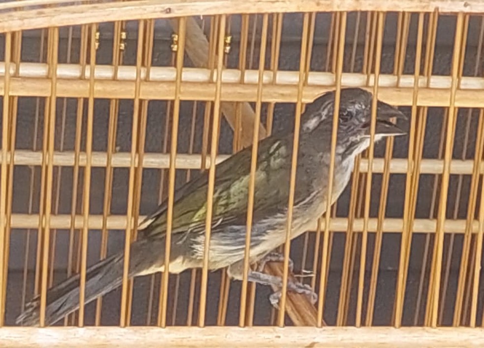 Moradores foram multados por manterem aves em cativeiro, em Osvaldo Cruz (SP) — Foto: Polícia Militar Ambiental