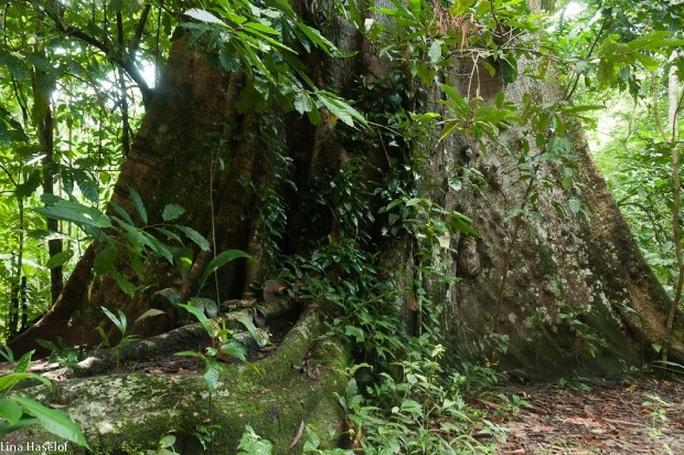 É uma espécie de floresta aberta, principalmente em locais de clima tropical (Foto: Flickr / Lina Haselof / CreativeCommons)