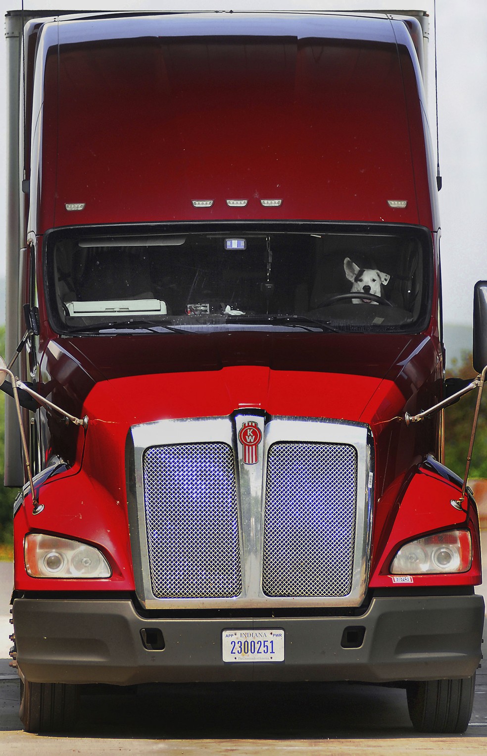 Cachorro é flagrado 'dirigindo' caminhão nos EUA (Foto: Butch Comegys/The Times & Tribune via AP)