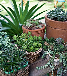 Em vasos de barro ou vime de tamanhos e formatos diferentes, as suculentas – de tipos variados – enfeitam um cantinho do jardim