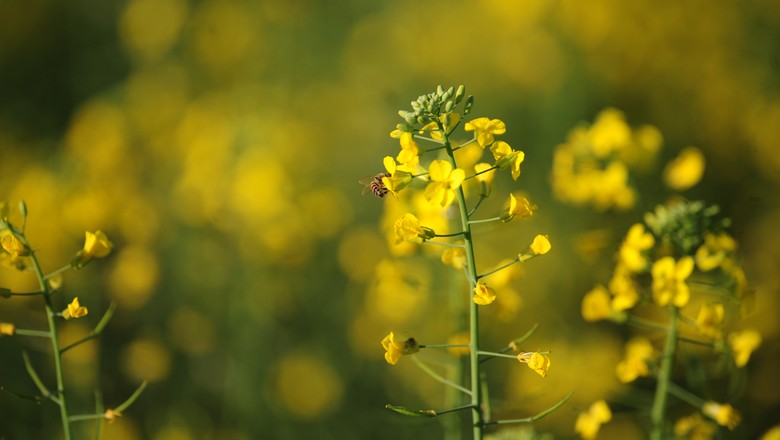 canola-flor (Foto: Ernesto de Souza/ Ed. Globo)