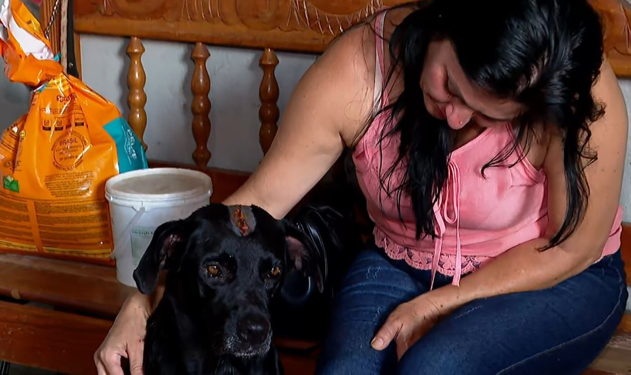 Cão é socorrido com ferimentos graves na cabeça após ser vítima de maus-tratos em Luís Antônio; vizinho é investigado