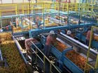 Exportações de laranja têm pior desempenho desde 1991
