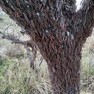 Foto: (Baixas temperaturas fizeram com que gafanhotos se recolhessem e evitassem fazer grandes voos / Senasa/Divulgação)