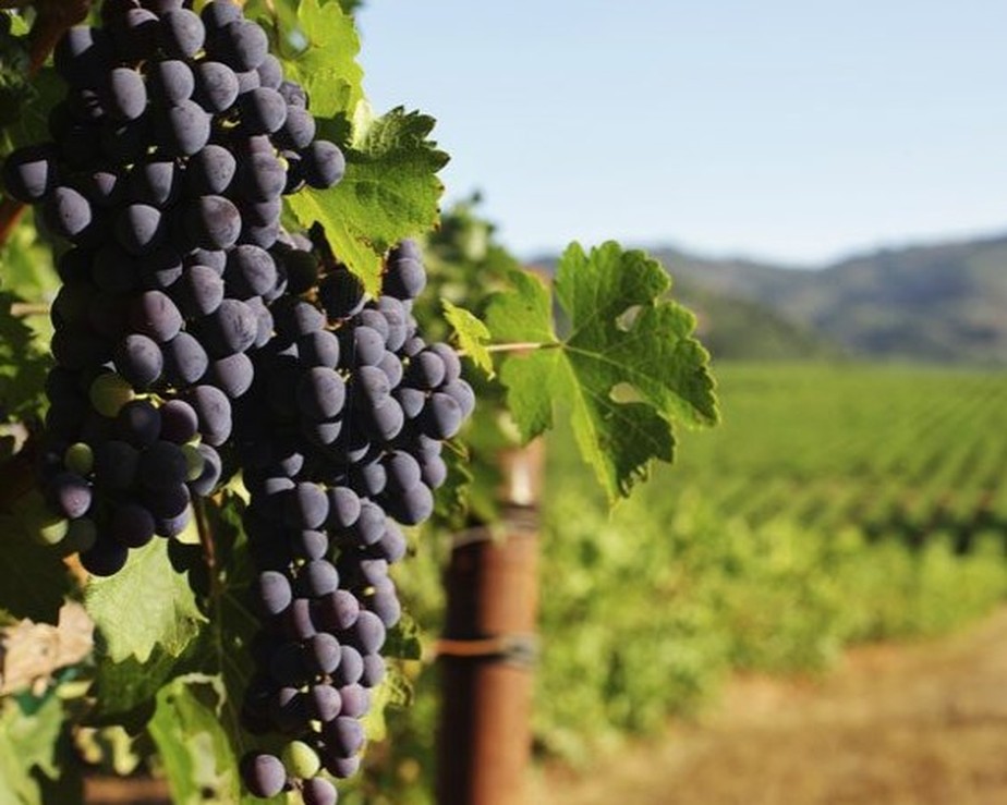 Cabernet Sauvignon em vinhedo chileno: blends com a uva são premiados