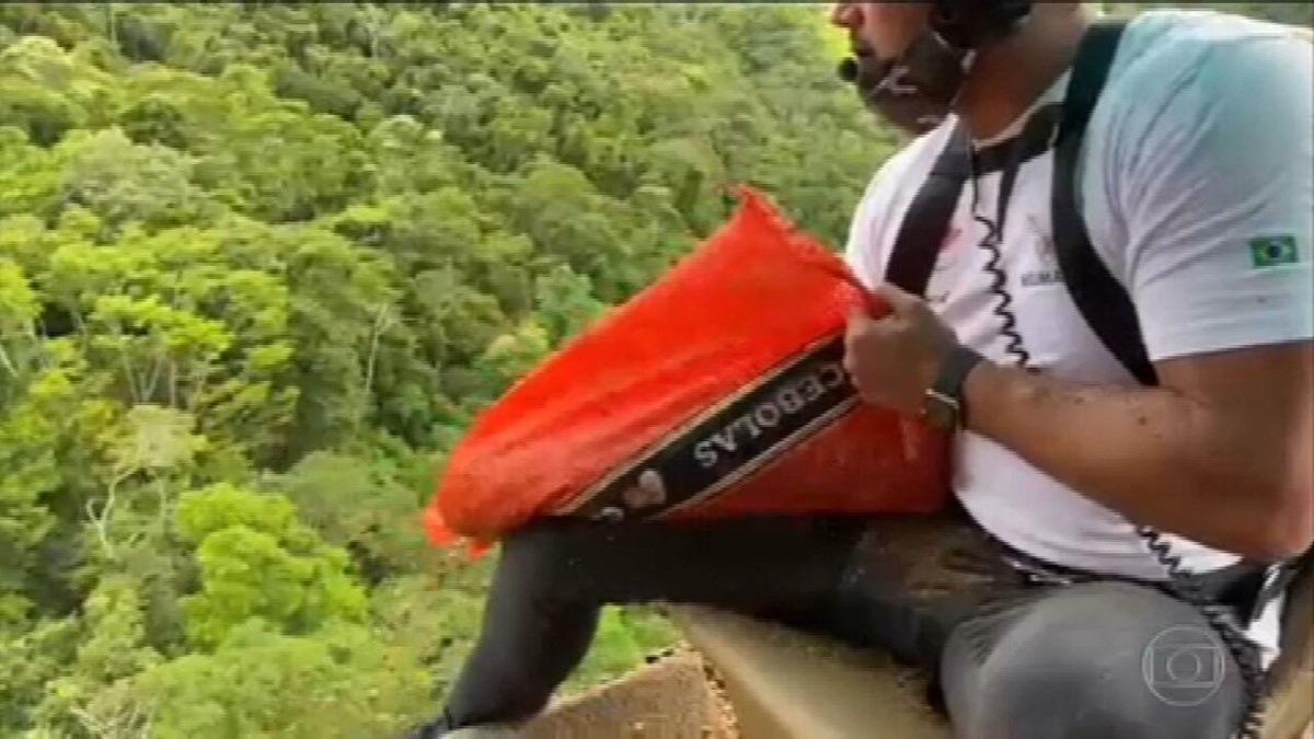 Projeto de reflorestamento em SP tenta salvar palmeira juçara da extinção - Vimarsana News