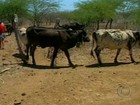 Estiagem afeta produção leiteira da Paraíba