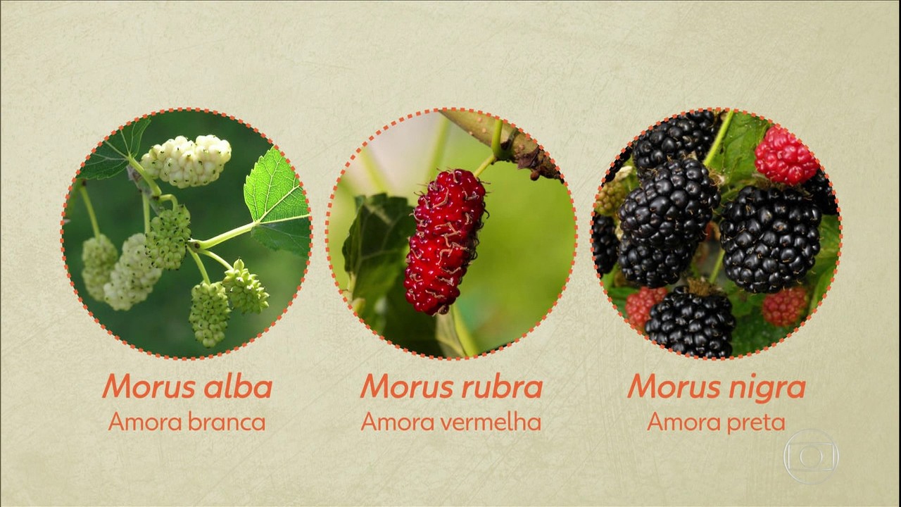 Agrônomo explica que existem variedades diferentes de amora