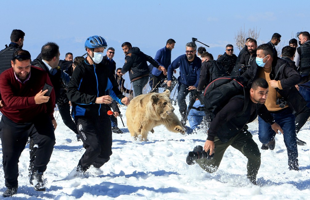 11 de fevereiro - Pessoas correm em busca de segurança enquanto ativistas dos direitos dos animais soltam um urso, em Dohuk, Iraque — Foto: Ari Jalal/Reuters