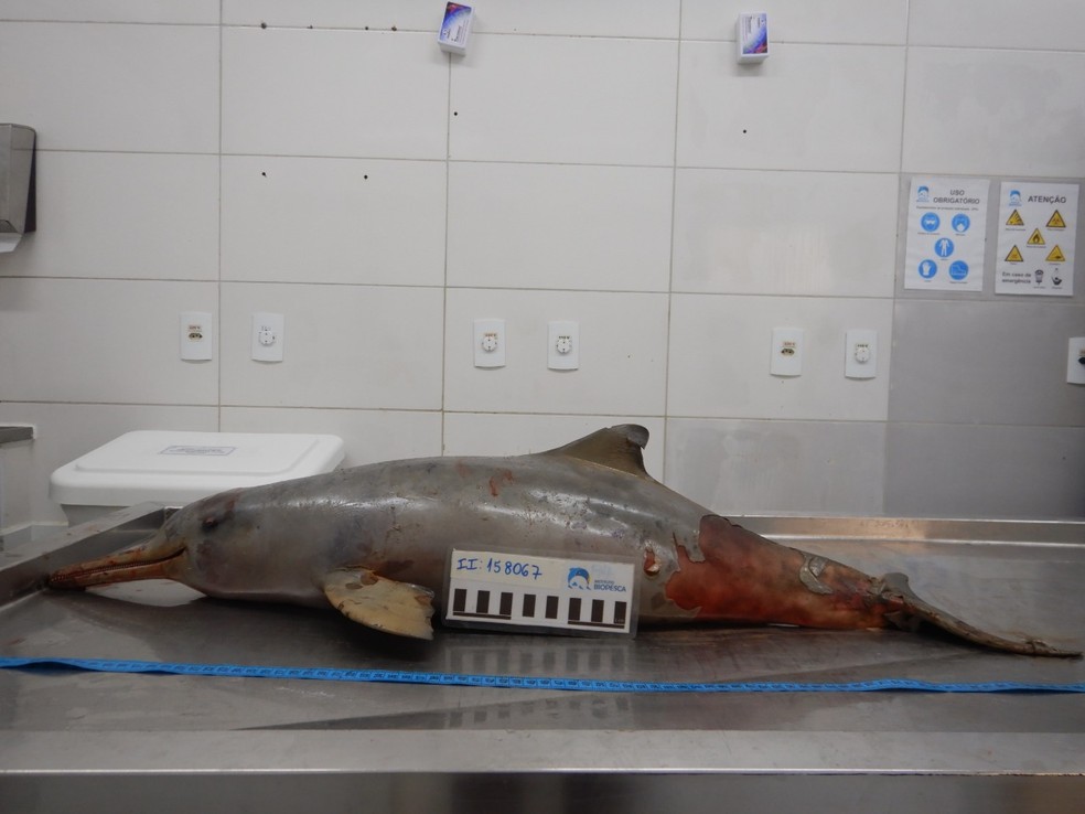 Instituto diz que de forma geral, mortes de animais marítimos está associada aos impactos de ações humanas. — Foto: Divulgação/ Instituto Biopesca