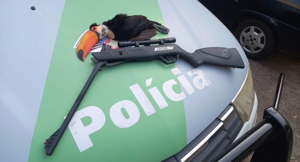 Homem é autuado por matar tucano com tiro de espingarda de pressão — Foto: Polícia Ambiental