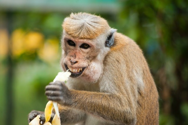 A dieta dos macacos vai muito além da banana (Foto: Pexels/ Alexandr Podvalny/ CreativeCommons)