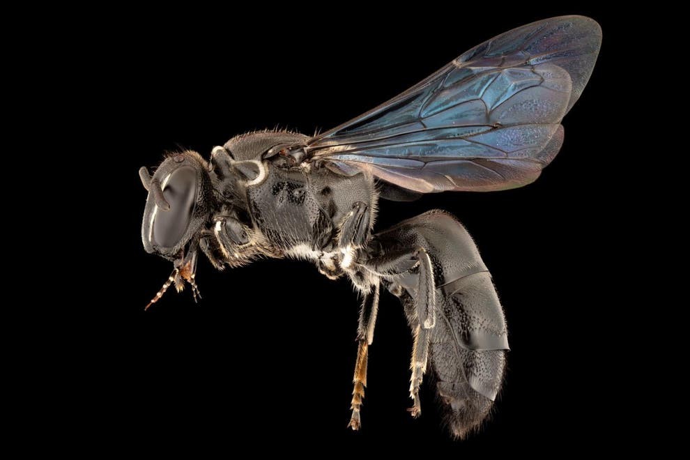 Futuro da abelha australiana Pharohylaeus lactiferus pode estar ameaçado pela degradação de florestas na Austrália (Foto: James Dorey/Flinders University)