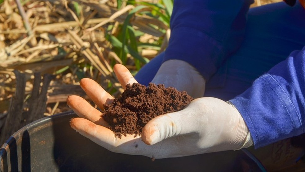 Um grama de solo pode ter mais de 1 bilhão de microorganismos, como fungos e bactérias, com diferentes funções ecológicas (Foto: Divulgação) — Foto: Globo Rural