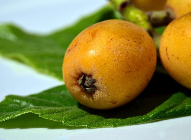 A nêspera (Eriobotrya japônica) também é chamada de ameixa amarela  (Foto: Pixabay/Ulleo/CreativeCommons)