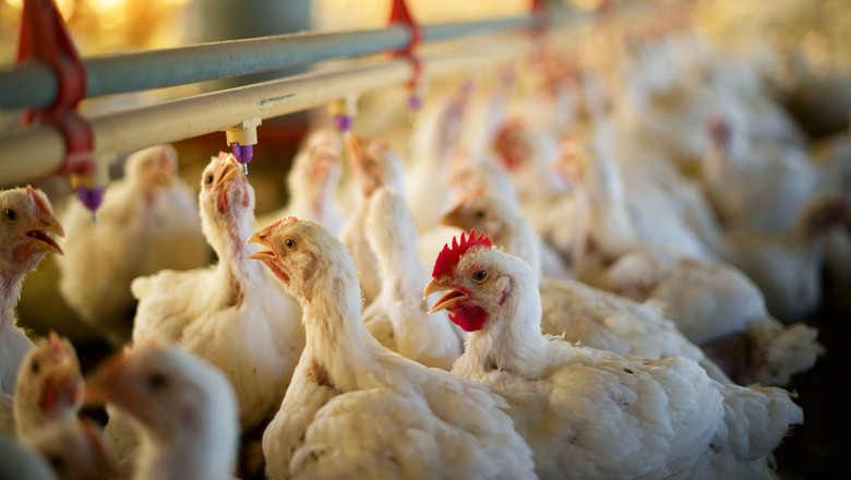 frango-aves-galinha (Foto: Globo Rural)