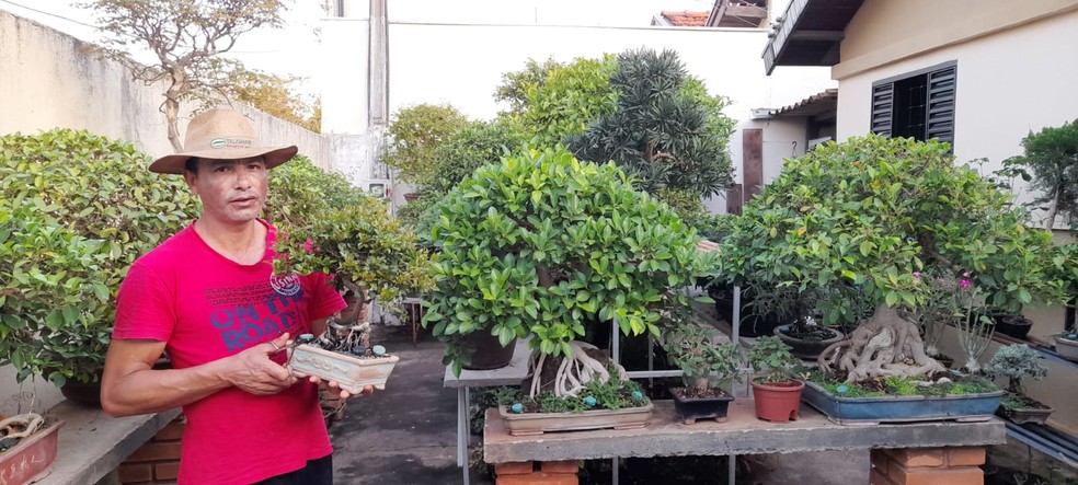 Regar, adubar e podar são cuidados frequentes e fazem parte da rotina de quem tem plantas em casa — Foto: Júlio César Polonio/Arquivo pessoal