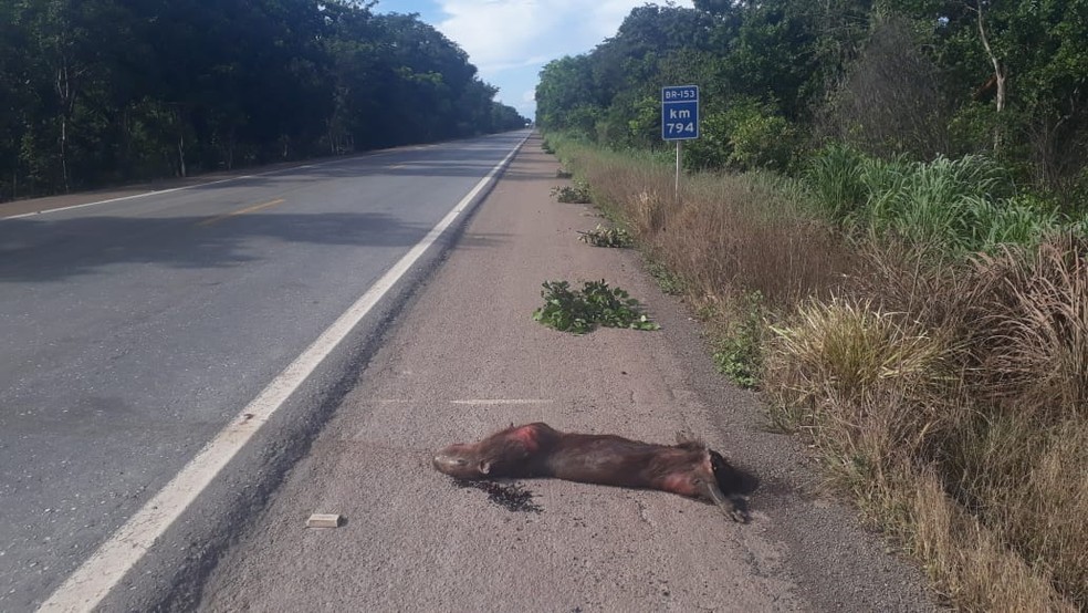 Capivara morreu em acidente de tr&acirc;nsito  &mdash; Foto: Divulga&ccedil;&atilde;o/Pol&iacute;cia Militar 