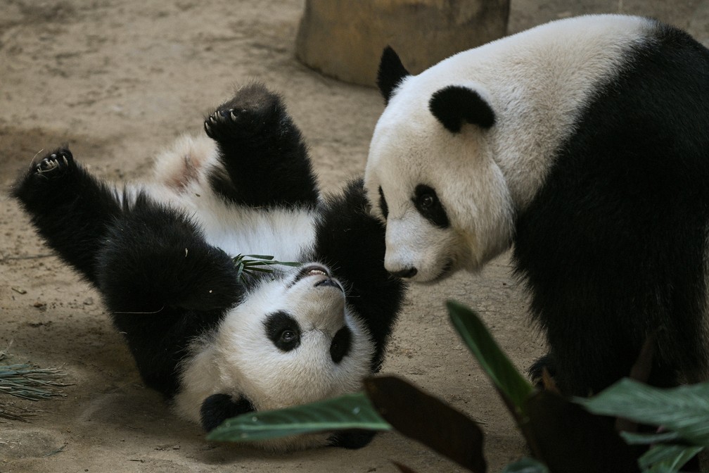 Pandinha brinca com o mÃ£e no dia do aniversÃ¡rio em zoolÃ³gico na MalÃ¡sia â€” Foto: Mohd Rasfan/AFP 