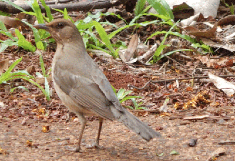 Passagem na Tamoios: técnicos já avistaram pegadas de animais na estrutura, que também serve de pousio para aves. — Foto: PlantVerd