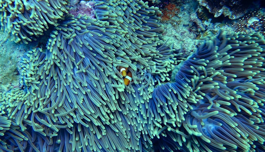 Fezes de peixes coralívoros podem fornecer uma fonte de micróbios benéficos para os corais