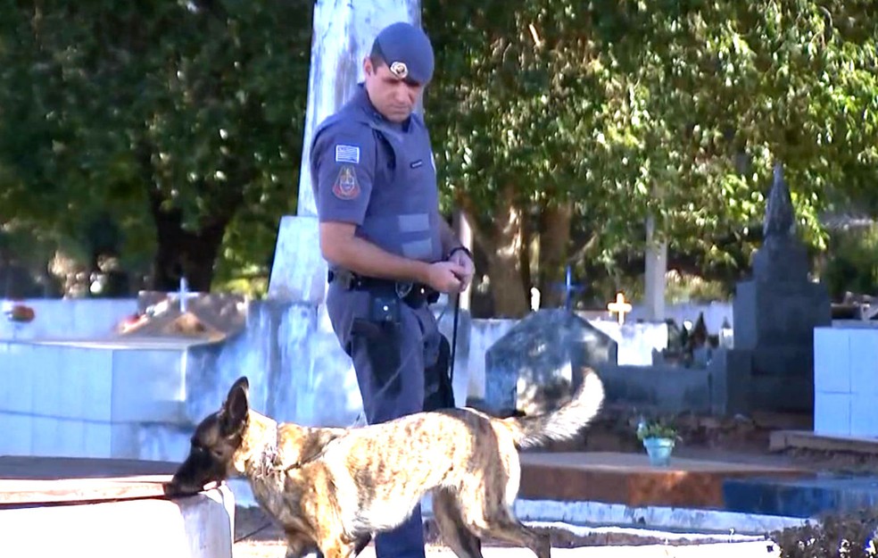 Policiais utilizaram cães farejadores para localizar onde havia droga no cemitério (Foto: Reprodução / TV TEM)