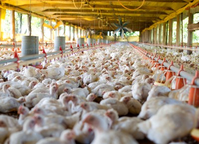 frango-aves-galinha (Foto: Globo Rural)