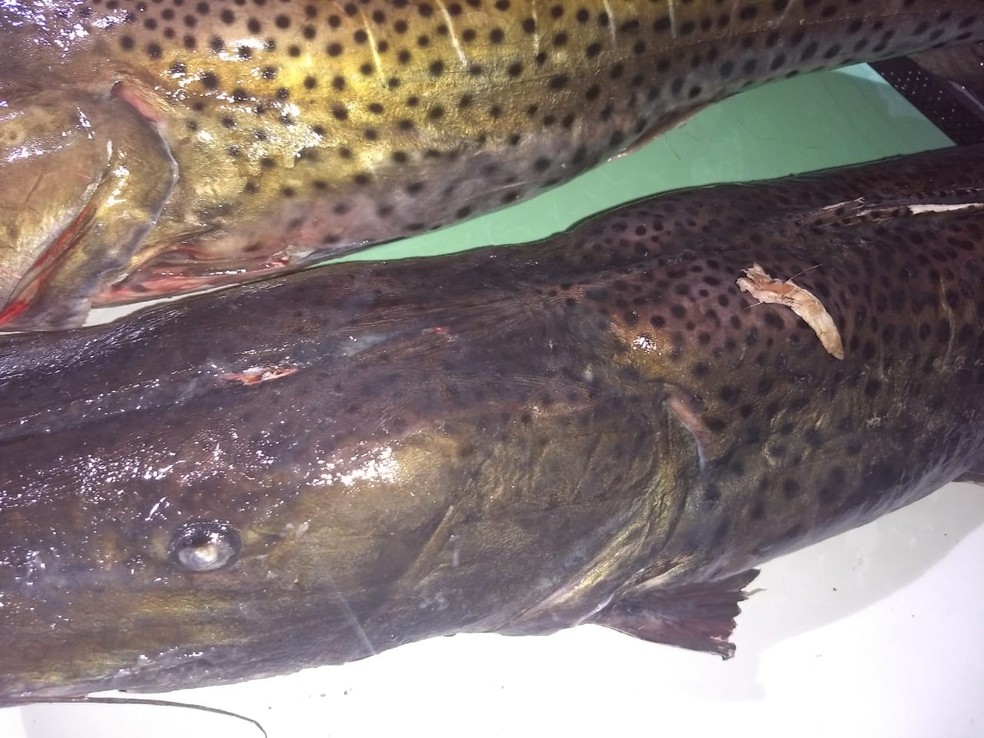 Peixes eram provenientes de pesca proibida (Foto: Polícia Ambiental/Cedida)